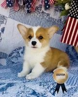 Copper, a male Pembroke Welsh Corgi for sale in Elkton, KY – 3 of 10