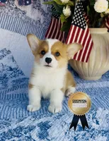 Copper, a male Pembroke Welsh Corgi for sale in Elkton, KY – 6 of 10