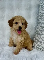 Wells , a male Poodle - Miniature  for sale in Elkton, KY – 5 of 10