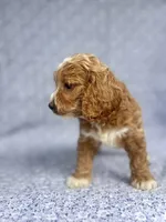 Dolly , a female Cockapoo for sale in Elkton, KY – 5 of 8