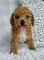 Bodie , a male Poodle - Miniature  for sale in Elkton, KY – 5 of 10
