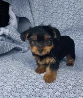 Mila , a female Yorkshire Terrier for sale in Elkton, KY – Photo 7 of 10