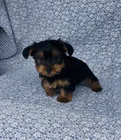 Mila , a female Yorkshire Terrier for sale in Elkton, KY – Photo 8 of 10