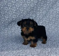 Mila , a female Yorkshire Terrier for sale in Elkton, KY – Photo 9 of 10