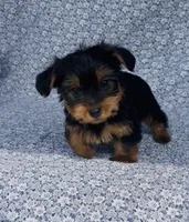 Mila , a female Yorkshire Terrier for sale in Elkton, KY – Photo 4 of 10