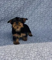 Mila , a female Yorkshire Terrier for sale in Elkton, KY – Photo 6 of 10