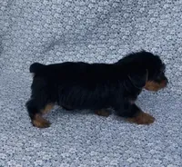 Mila , a female Yorkshire Terrier for sale in Elkton, KY – Photo 3 of 10