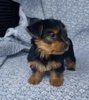 Mila , a female Yorkshire Terrier for sale in Elkton, KY – Photo 2 of 10