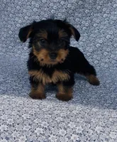 Mila , a female Yorkshire Terrier for sale in Elkton, KY – Photo 5 of 10