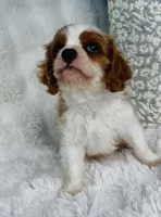 Charlie , a male Cavalier King Charles Spaniel for sale in Elkton, KY – 7 of 8
