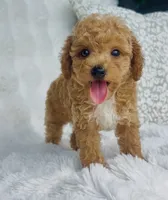 Bodie , a male Poodle - Miniature  for sale in Elkton, KY – 4 of 10