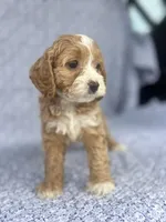 Lady , a female Cockapoo for sale in Elkton, KY – 6 of 8