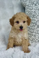 Wells , a male Poodle - Miniature  for sale in Elkton, KY – 3 of 10