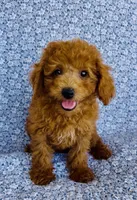 Phoebe, a female Bichpoo for sale in Elkton, KY – 8 of 9