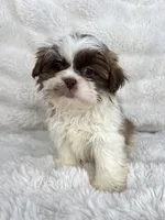 Adele , a female Shih Tzu for sale in Elkton, KY – Photo 2 of 10