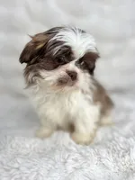 Adele , a female Shih Tzu for sale in Elkton, KY – Photo 7 of 10