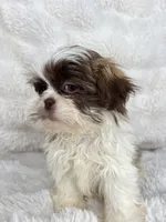 Adele , a female Shih Tzu for sale in Elkton, KY – Photo 10 of 10