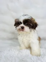 Adele , a female Shih Tzu for sale in Elkton, KY – Photo 1 of 10