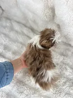 Adele , a female Shih Tzu for sale in Elkton, KY – Photo 9 of 10