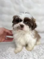 Adele , a female Shih Tzu for sale in Elkton, KY – Photo 3 of 10