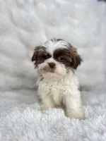 Adele , a female Shih Tzu for sale in Elkton, KY – Photo 4 of 10