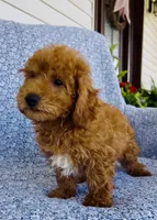 Finn , a male Bichpoo for sale in Elkton, KY – 5 of 7