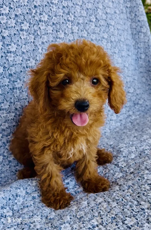 Phoebe – Bichpoo puppy for sale in Elkton, KY