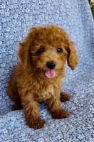 Phoebe, a female Bichpoo for sale in Elkton, KY – 1 of 9