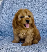 Rhett , a male Bichon Frise and Cavapoo for sale in Elkton, KY – 3 of 7