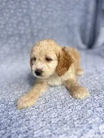 Flynn , a male Cockapoo for sale in Elkton, KY – 4 of 5