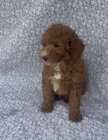 Elio , a male Bichon Frise and Poodle - Miniature  for sale in Elkton, KY – Photo 10 of 10