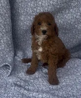 Elio , a male Bichon Frise and Poodle - Miniature  for sale in Elkton, KY – Photo 2 of 10