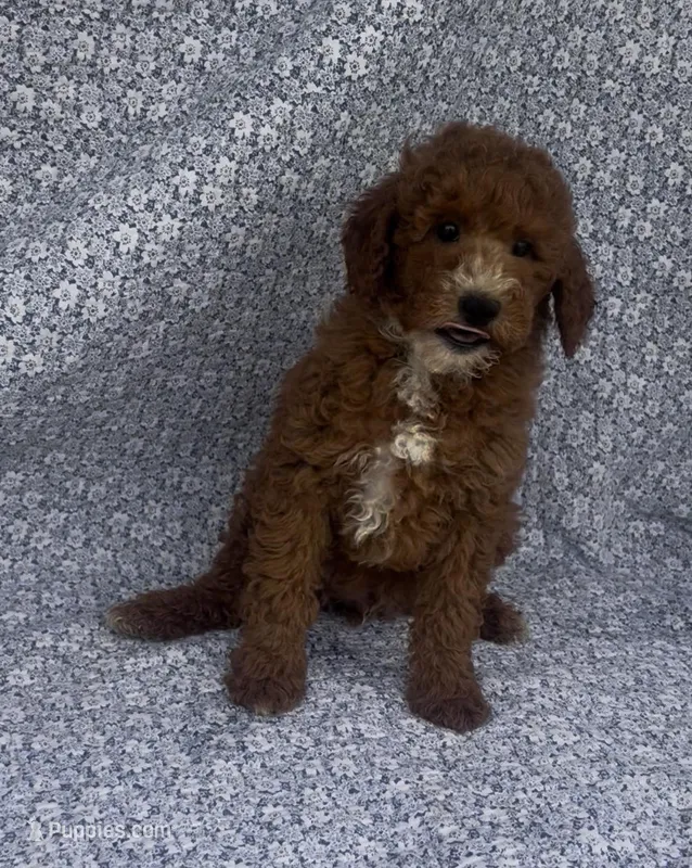 Elio  – Bichon Frise, Poodle - Miniature  puppy for sale in Elkton, KY