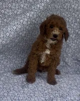 Elio , a male Bichon Frise and Poodle - Miniature  for sale in Elkton, KY – Photo 4 of 10