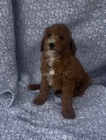 Elio , a male Bichon Frise and Poodle - Miniature  for sale in Elkton, KY – Photo 7 of 10