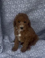 Elio , a male Bichon Frise and Poodle - Miniature  for sale in Elkton, KY – Photo 5 of 10