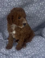Elio , a male Bichon Frise and Poodle - Miniature  for sale in Elkton, KY – Photo 6 of 10