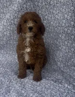Elio , a male Bichon Frise and Poodle - Miniature  for sale in Elkton, KY – Photo 9 of 10