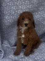 Elio , a male Bichon Frise and Poodle - Miniature  for sale in Elkton, KY – Photo 8 of 10