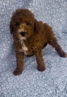 Elio , a male Bichon Frise and Poodle - Miniature  for sale in Elkton, KY – Photo 3 of 10