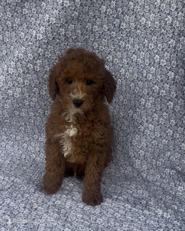Elio , a male Bichon Frise and Poodle - Miniature  for sale in Elkton, KY – Photo 1 of 10