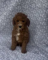 Elio , a male Bichon Frise and Poodle - Miniature  for sale in Elkton, KY – Photo 1 of 10