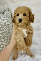 Maggie , a female Bichpoo for sale in Elkton, KY – Photo 6 of 10