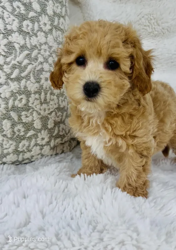Maggie  – Bichpoo puppy for sale in Elkton, KY