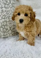 Maggie , a female Bichpoo for sale in Elkton, KY – Photo 1 of 10