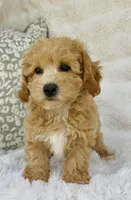 Maggie , a female Bichpoo for sale in Elkton, KY – Photo 8 of 10