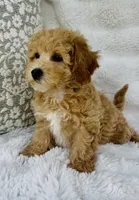 Maggie , a female Bichpoo for sale in Elkton, KY – Photo 4 of 10