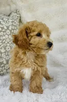 Maggie , a female Bichpoo for sale in Elkton, KY – Photo 9 of 10