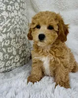 Maggie , a female Bichpoo for sale in Elkton, KY – Photo 7 of 10