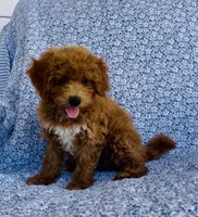 Harper , a female Bichpoo for sale in Elkton, KY – 3 of 8